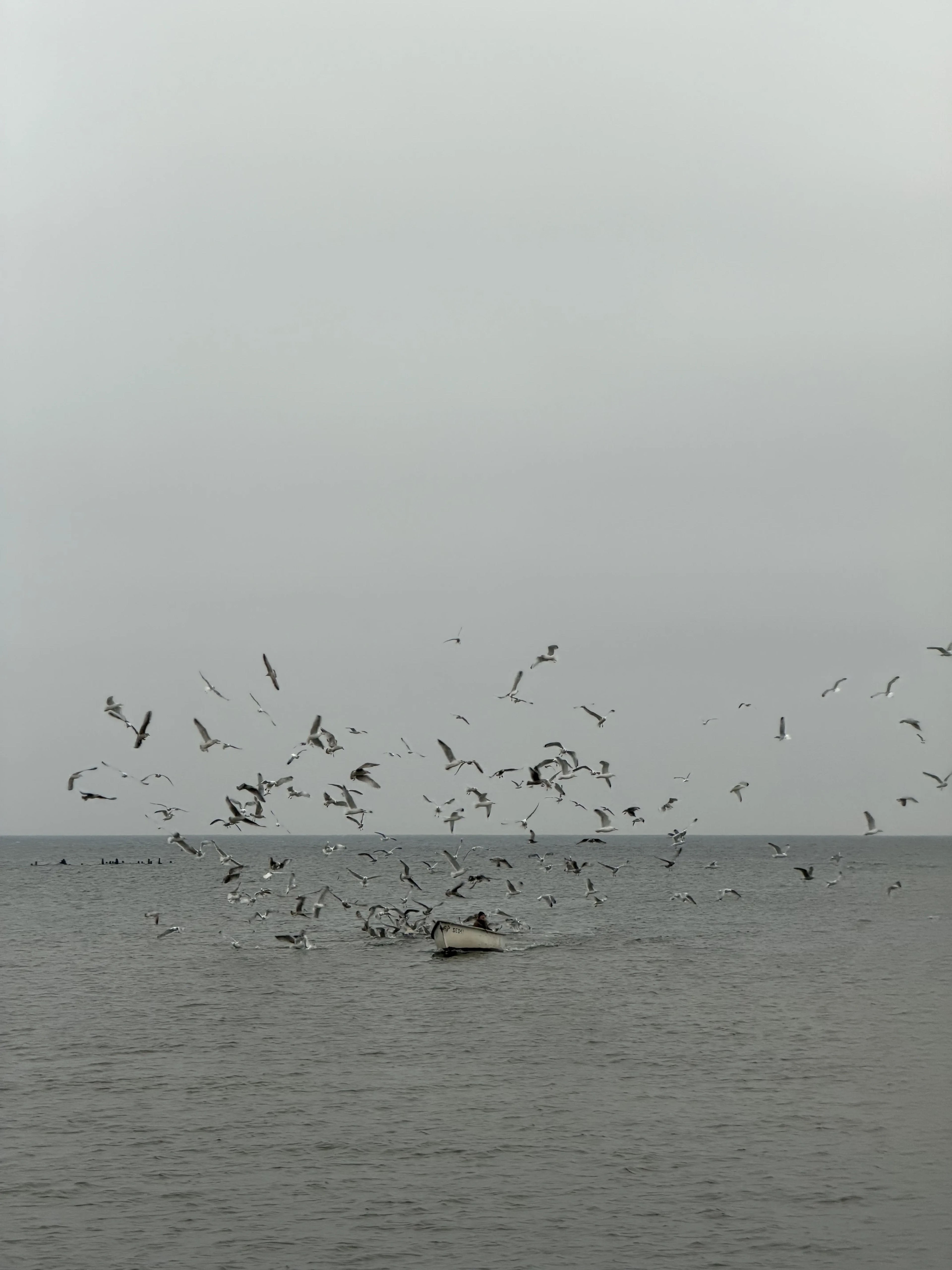 Seabirds gathering above the Baltic Sea at Engure