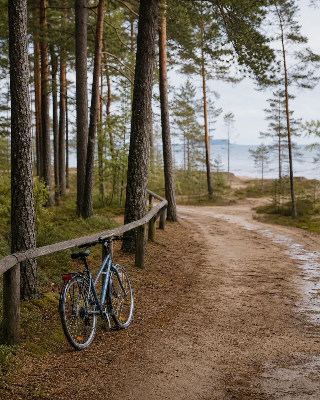 A bicycle resting beside a sandy path through a coastal pine forest near Engure