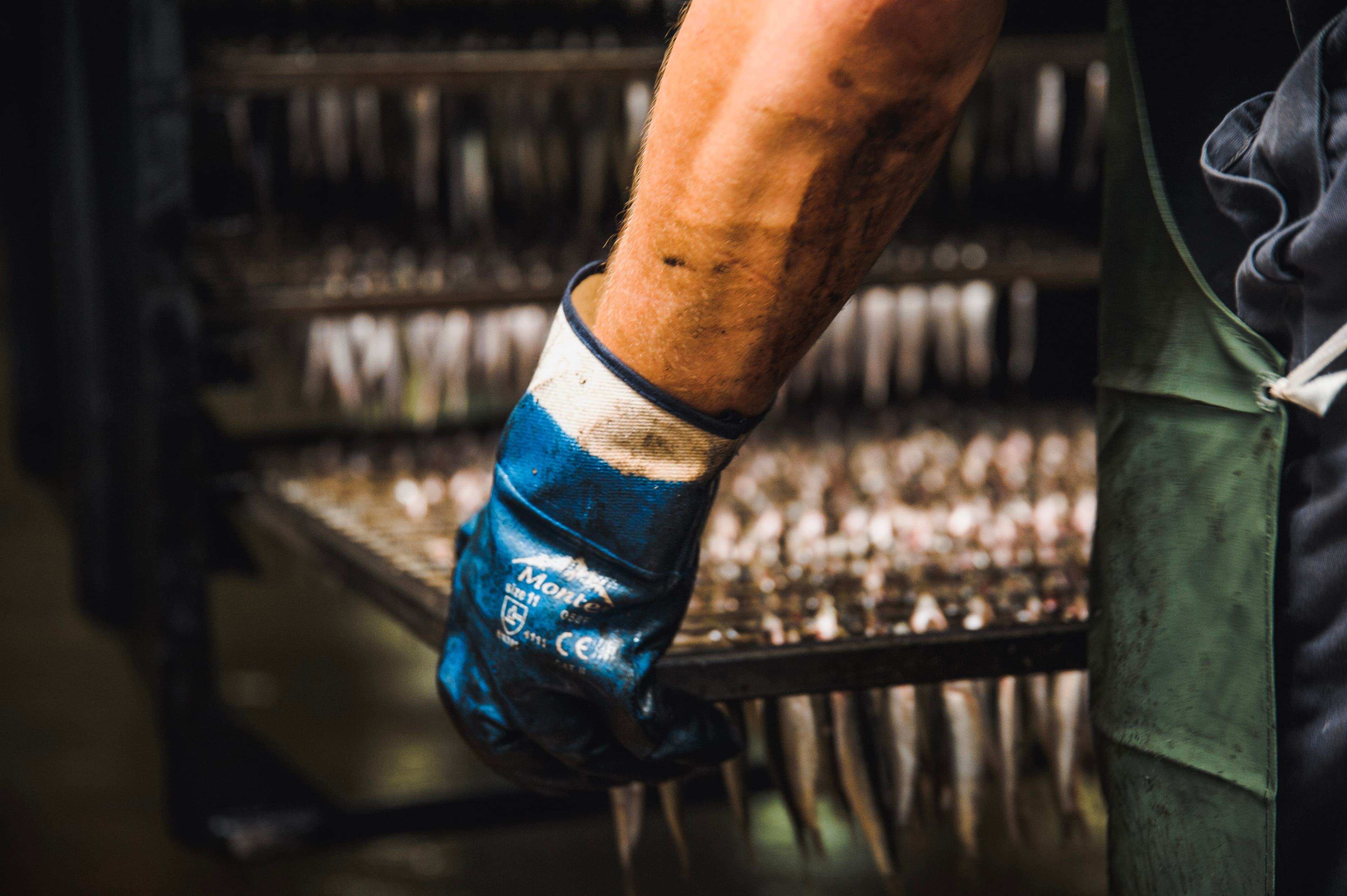 Gloved hand moving a rack of fish during the Diplomats smoking process in Engure