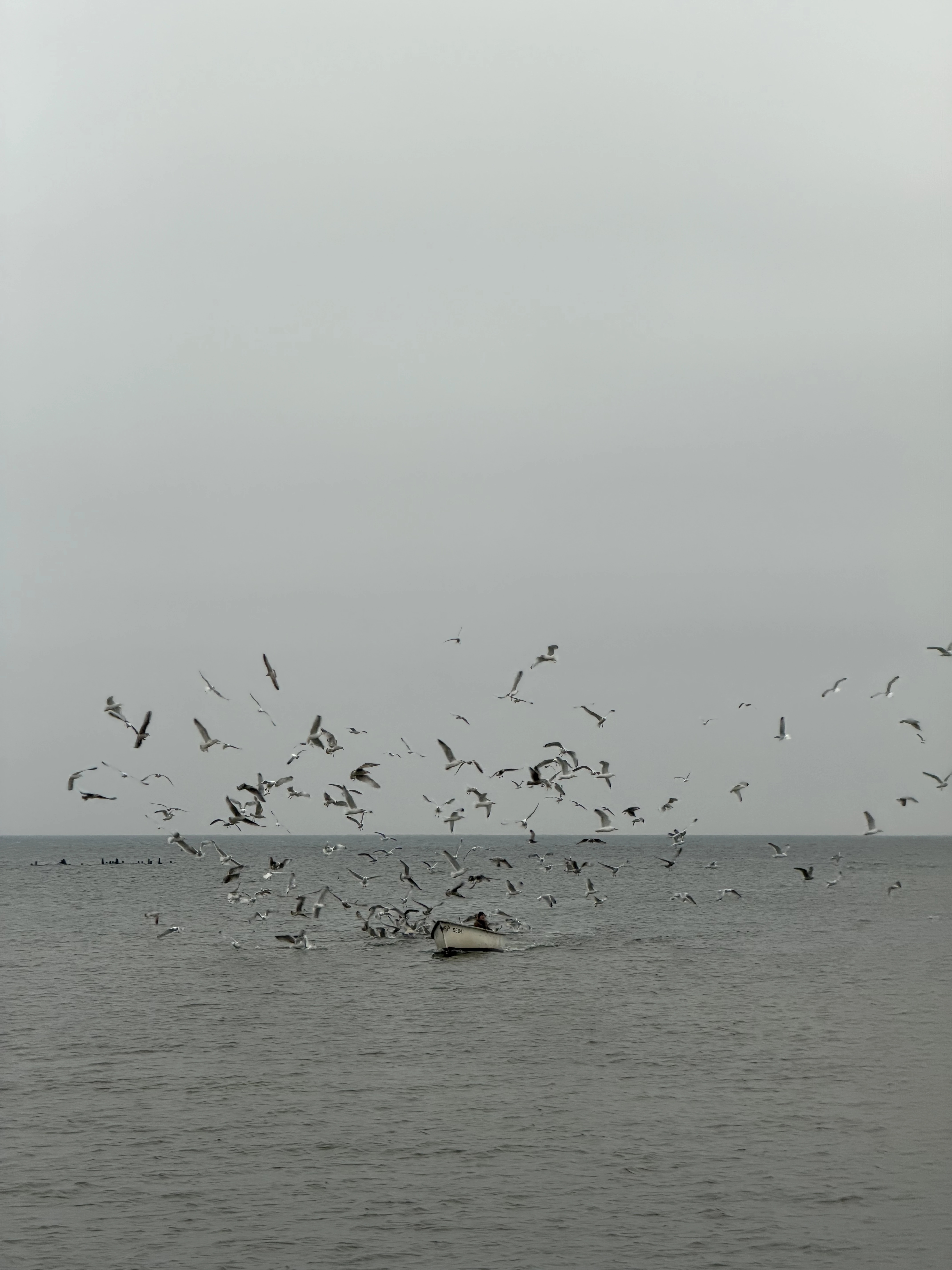 Seabirds above the water near the Engure coast