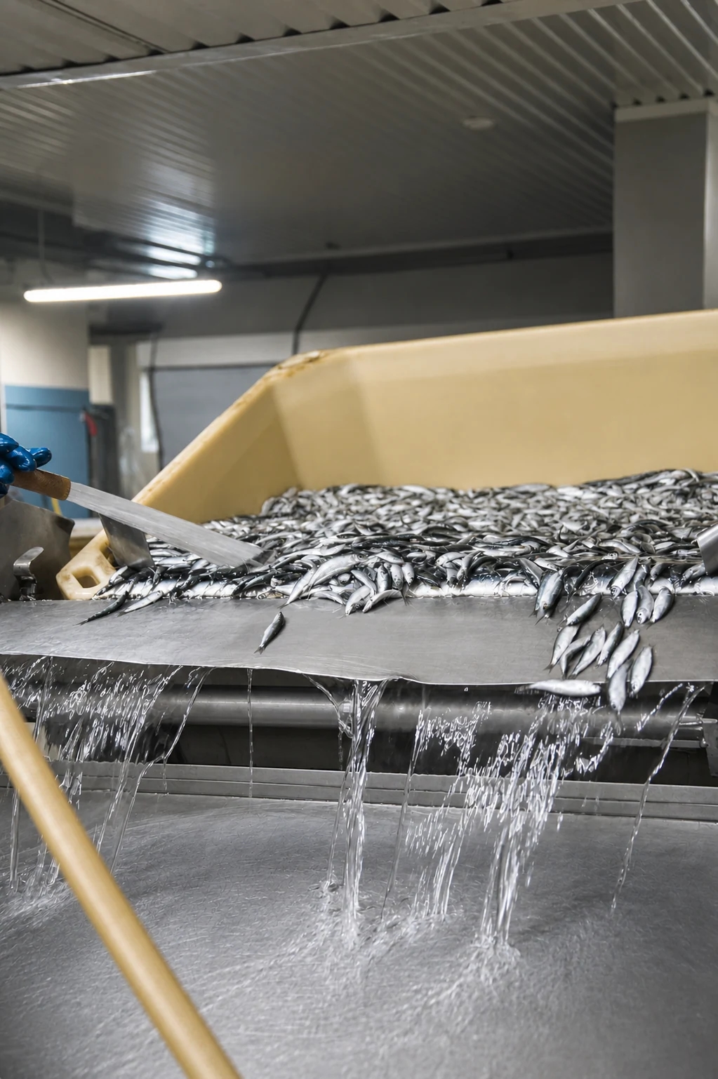 Raw fish being handled at the SIA Unda seafood production site in Engure